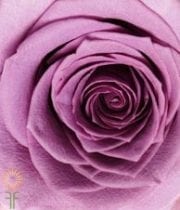 Lavender Avant Garde Roses