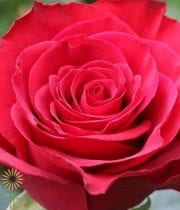 Wholesale Flowers | Rose Prestige