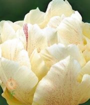 Cream Double Tulips