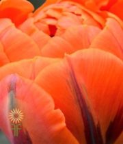 Orange Double Tulips