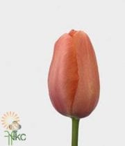 Light Pink French Tulips