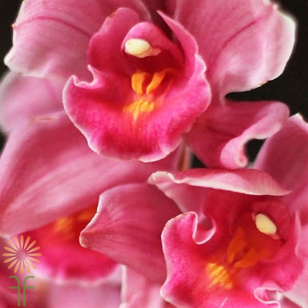 wholesale flowers | orchid- c ymbidium mini hot pink