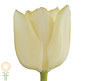 Cream Greenhouse Tulips