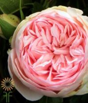 Light Pink Bridal Piano Garden Roses