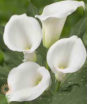 wholesale flowers calla -LILY-WHITE-Captain Signum