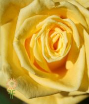 Yellow Island Roses