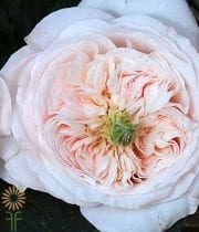 Blush Charity Garden Roses
