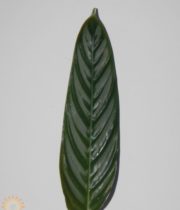 Calathea Leaves, Medium