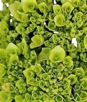 Green Hydrangeas, Mini