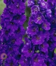 Purple Hybrid Delphinium