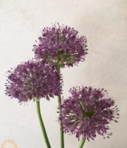 Purple Gladiator Allium