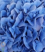 Dark Blue Hydrangeas