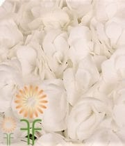 White Jumbo Hydrangeas
