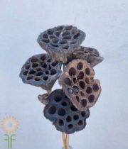 Dried Natural Lotus Pods