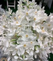 White Paperwhite Narcissus
