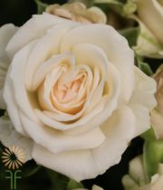 Cream Olesya Spray Roses