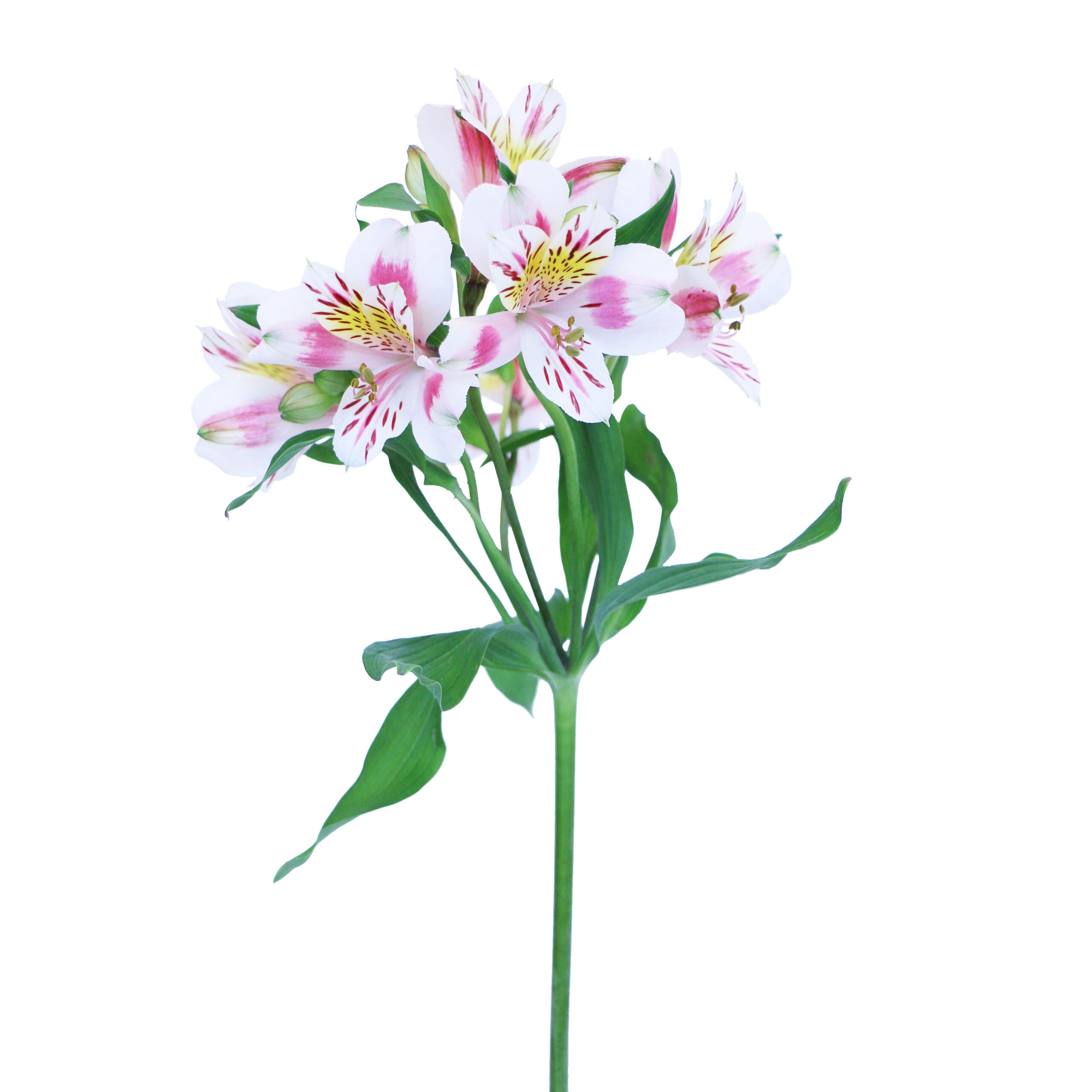 Pink And White Alstroemeria Wholesale Flowers Diy Wedding Flowers