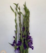 Purple Gladiolus