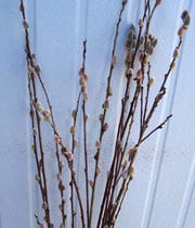 Pussy Willow Whips, Medium
