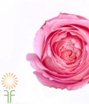 Pink Romantic Antike Garden Roses