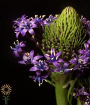 Blue Scilla Peruviana Flowers