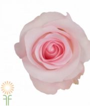Light Pink Sweet Akito Roses