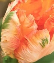 Peach Parrot Tulips