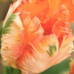 wholesale flowers | tulips Parrot peach