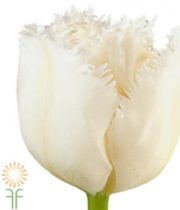 White Frizzle Tulips