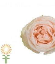Cream/Blush Wedding Spirit Roses
