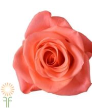 Peach/Salmon Wow Roses