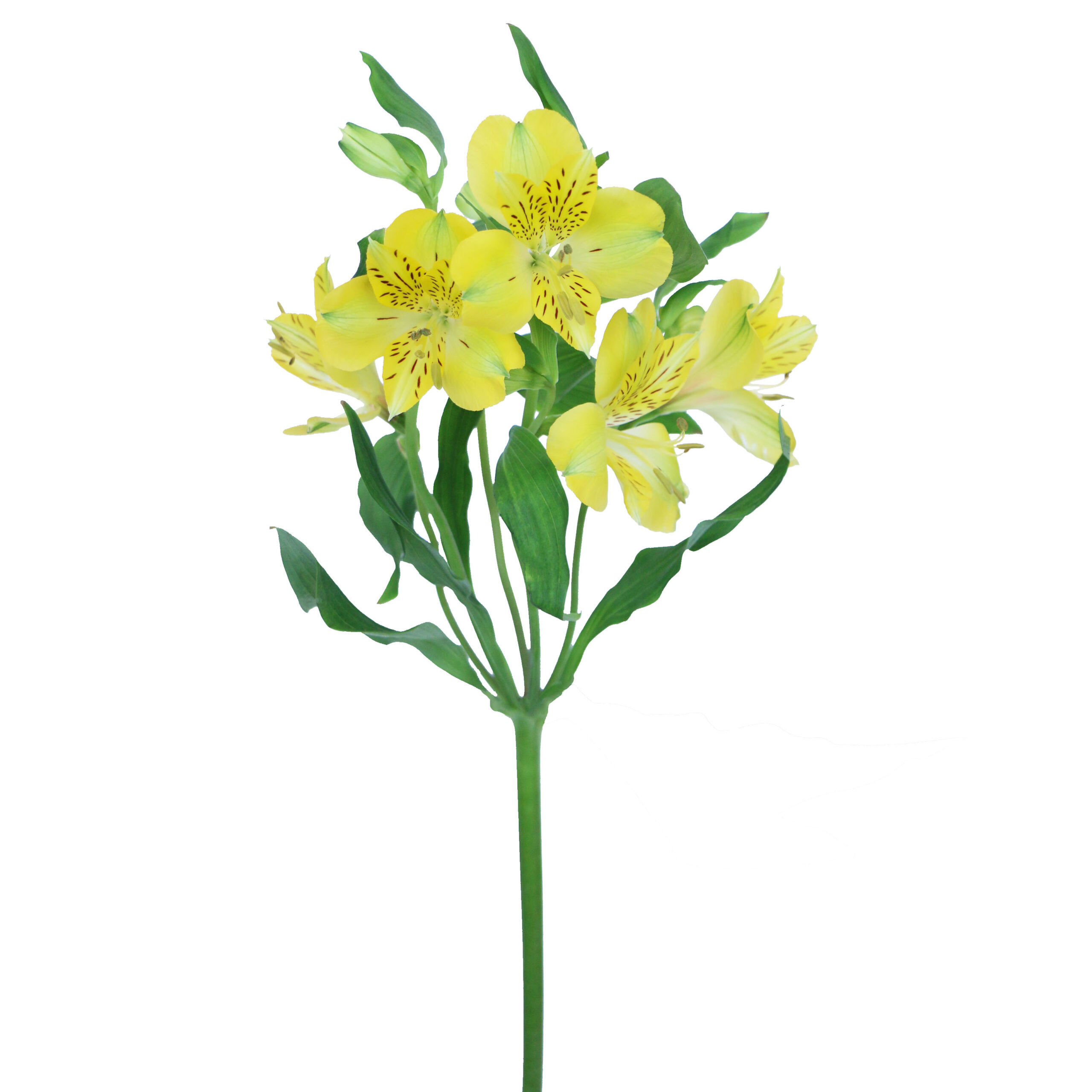 Yellow Alstroemeria