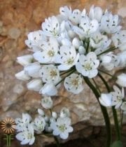 White Spray Allium