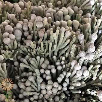 wholesale flowers | brunia silver