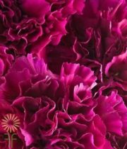 Hot Pink Mini Carnations