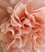 Peach Carnations