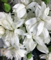 White Star Snow Mini Carnations