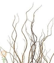Curly Willow Branch Tips
