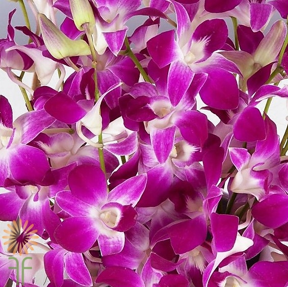 wholesale flowers | orchid- dendrobium purple