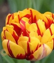Yellow And Red Double Tulips