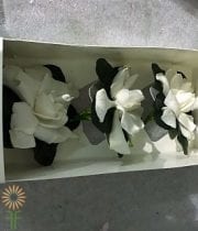 Gardenia Box, Fancy (3 Blooms)