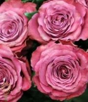 Pink Precious Moment Garden Roses