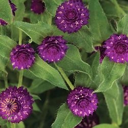 wholesale flowers | gomphrena purple