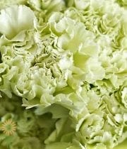 Green Carnations