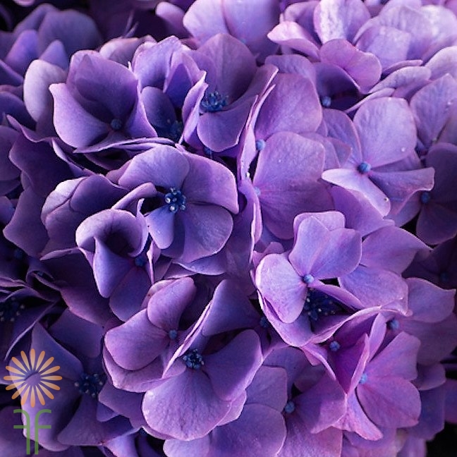 wholesale hydrangea-purple