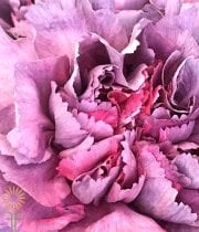 Mauve Pink Specialty Hypnosis Carnations