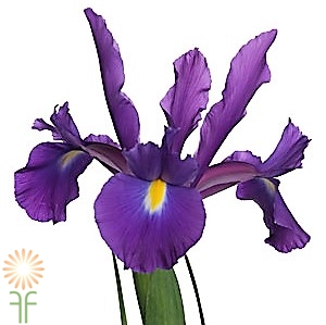 Buy beautiful purple iris available for weddings, parties