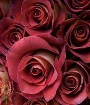 Brown Leonidas Roses
