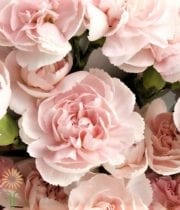 Light Pink Carnations
