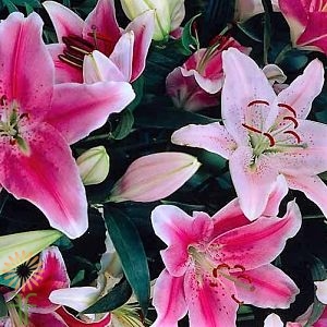wholesale flowers | oriental Lily-assortment pink